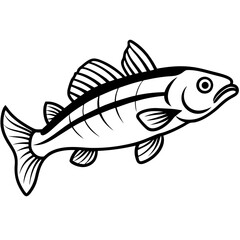Zander Fish Artwork Linear Style Vector Design