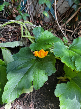 Bitter bottle gourd, Sierpompoen, Courge pepon, Zucchini, Aboboreira porqueira, Cucurbita pepo, Cucurbitaceae