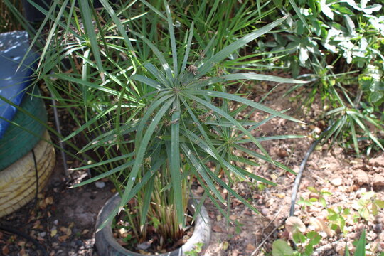 Umbrella sedge, False Papyrus, Alternative leaved Cyperus, Cyp&eacute;rus feuilles alternes, Plante ombrelle, Wechselbl&auml;ttriges Zypergras, Falso papiro, C&iacute;pero de jardim - Cyperus alternifolius - Cyperaceae