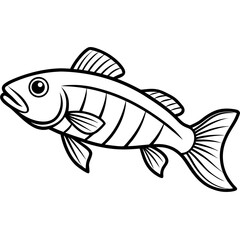 Zander Fish Artwork Linear Style Vector Design