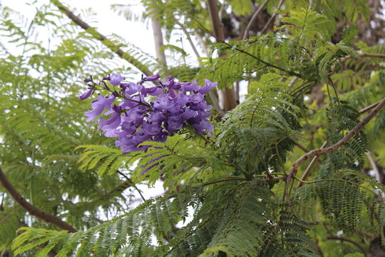 Mimosa leaved Jacaranda, Black Poui, Fern tree, Jacaranda &agrave; feuilles de mimosa, Flamboyant bleu, Gualanday, Tarco, Cacha Cacha - Jacaranda mimosifolia - Bignoniaceae, Bignoniac&eacute;es