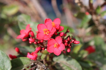 Peregrina, Butterfly tree, Spicy jatropha, Epika, Pignon d'Inde, Korallenstrauch, Amore de Madre,...