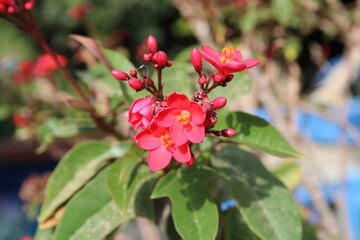 Peregrina, Butterfly tree, Spicy jatropha, Epika, Pignon d'Inde, Korallenstrauch, Amore de Madre,...