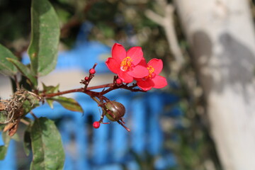 Peregrina, Butterfly tree, Spicy jatropha, Epika, Pignon d'Inde, Korallenstrauch, Amore de Madre,...