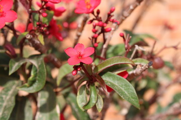 Peregrina, Butterfly tree, Spicy jatropha, Epika, Pignon d'Inde, Korallenstrauch, Amore de Madre,...