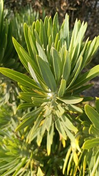 Tree of Baroda, Berol, Canarische kaarsenplant, Kanarianmehivillakko, Kleinia a feuilles de laurier rose, Affenpalme, B&aacute;lsamo, Verode, Kleinia neriifolia, Asteraceae