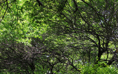 Tree with beautiful branches in natural forest. Tree branches with fresh green leaves in early summer background.	