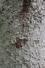 Closeup texture of natural tree bark background. Rough, uneven surface of trunk.