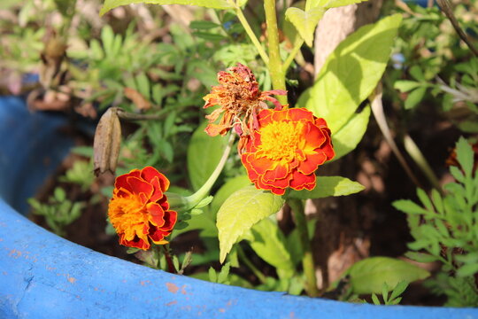 French marigold, Tag&egrave;te &eacute;tal&eacute;e, Oeillet d'Inde, Wild Afrikaantje, Madal peiulill, Samettikukka, Studentenblume, Puzzola, Cravo franc&ecirc;s, Copete disco - Tagetes patula - Asteraceae