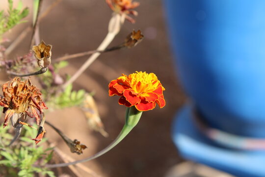French marigold, Tag&egrave;te &eacute;tal&eacute;e, Oeillet d'Inde, Wild Afrikaantje, Madal peiulill, Samettikukka, Studentenblume, Puzzola, Cravo franc&ecirc;s, Copete disco - Tagetes patula - Asteraceae