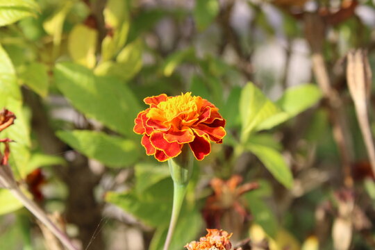 French marigold, Tag&egrave;te &eacute;tal&eacute;e, Oeillet d'Inde, Wild Afrikaantje, Madal peiulill, Samettikukka, Studentenblume, Puzzola, Cravo franc&ecirc;s, Copete disco - Tagetes patula - Asteraceae
