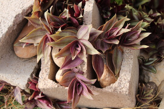 Inchplant, Wandering Sailor, Kaffesladder, Vaderplant, Kirjojuoru, Mis&egrave;re z&eacute;br&eacute;e, Zebra Ampelkraut, Miseria zebrina, Lambari roxo, Tradescantia tricolor -Tradescantia zebrina - Commelinaceae