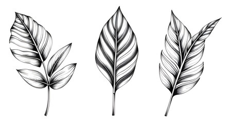 Green leaves on white background, Botanical leaf background, Leafy design, Fresh leaves backdrop, Green foliage on white, Nature leaves background, Minimal leaf design, Organic leaf pattern, Natural l