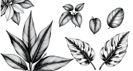 Green leaves on white background, Botanical leaf background, Leafy design, Fresh leaves backdrop, Green foliage on white, Nature leaves background, Minimal leaf design, Organic leaf pattern, Natural l