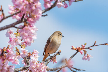 桜の枝にとまるジョウビタキのメス
