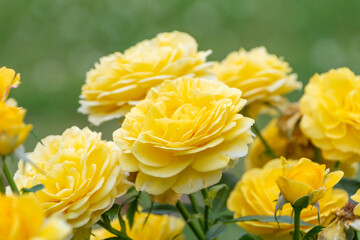 満開に咲く黄色い薔薇の花束