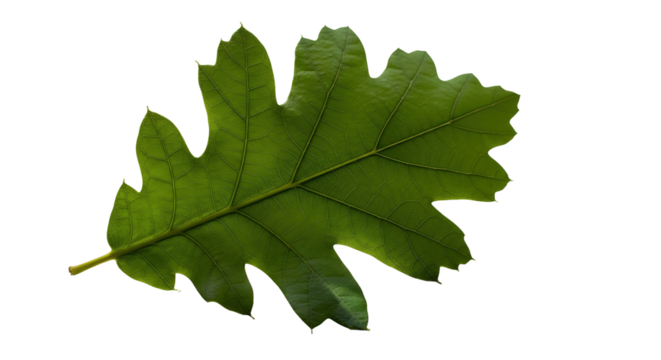 Detailed green leaf from an oak tree with visible veins on a transparent background, perfect for natural decor or spring.