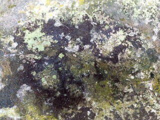 Natural Moss and Algae Texture on Weathered Stone Surface. Close-up texture of moss and algae growing on old stone, forming an organic, abstract pattern. Ideal for backgrounds or nature design