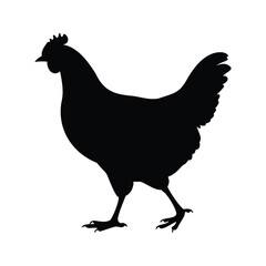 Black silhouette of a hen walking across a white background illustration