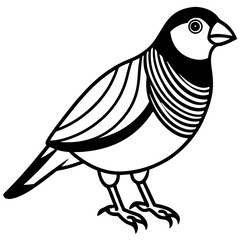 Zebra Finch Contour Vector Illustration