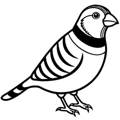 Zebra Finch Contour Vector Illustration