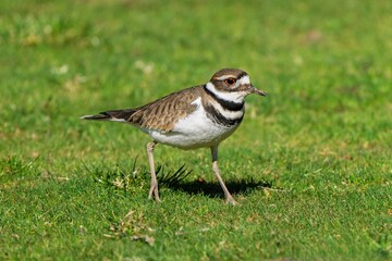 Killdeer bird on green grass field.