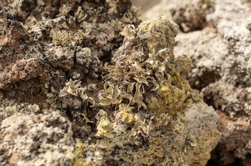 Líquenes sobre roca volcánica en el malpaís de Villaverde, Fuerteventura
