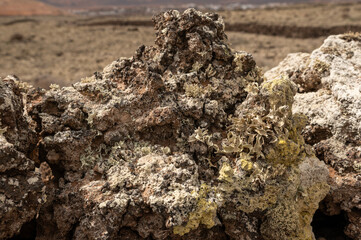 Líquenes sobre roca volcánica en el malpaís de Villaverde, Fuerteventura