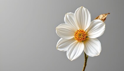 Obraz premium the image showcases a single, elegant white bloom against a soft, neutral background