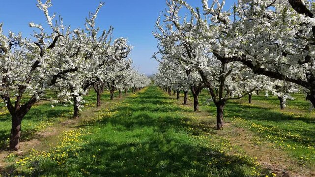  les mirabelliers en fleurs blanches au printemps dans la Meuse, en Lorraine. Au sol il y a des pissenlits avec leurs fleurs jaunes, le ciel est bleu