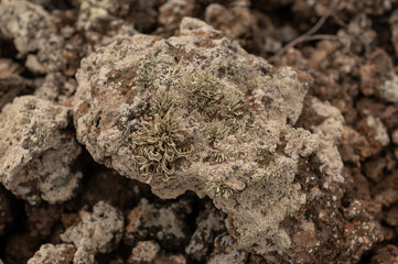 Líquenes sobre roca volcánica en el malpaís de Villaverde, Fuerteventura