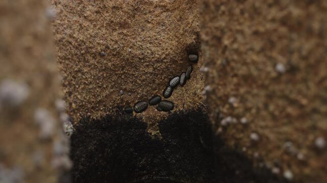 Slow motion Chitons on a rock closeup