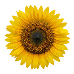 Radiant sunflower blossom displays a vibrant yellow with textured center against stark dark backdrop, showcasing nature's beauty and perfect for botanical themes.