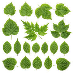 Fresh green leaves are arranged artfully on a black background, exhibiting their detailed textures, perfect for design elements and ecological presentations.