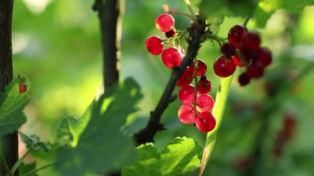 Cranberry fruits on a bush illuminated by the sun. summer fruits, berries, vitamins, organic fruit growing. Green and red background. 