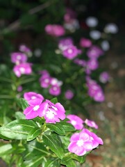 Fototapeta premium pink and white flowers