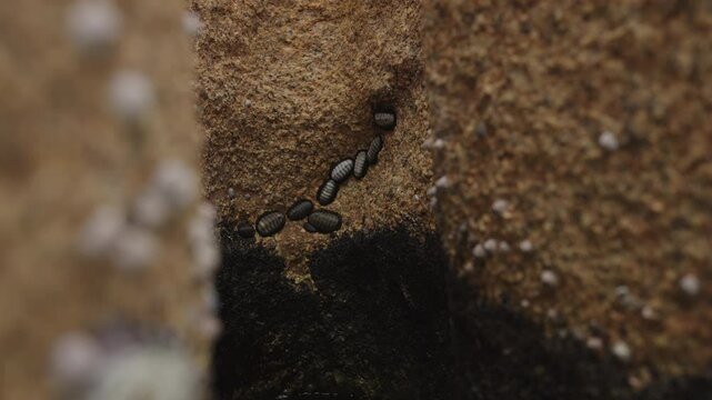 Slow motion Chitons on a rock closeup