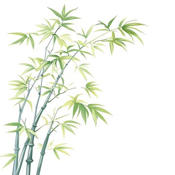 bamboo