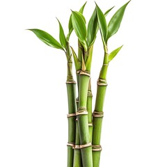 Fototapeta premium bamboo isolated on white