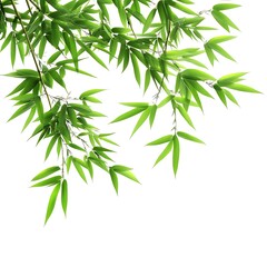 bamboo leaves isolated on white background