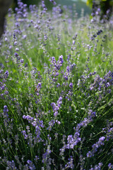 lavender field in provence