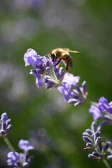 bee on lavender flower in the garden