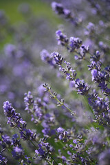 lavender flowers in the field