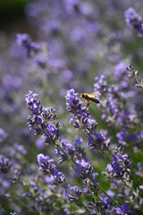 bee on lavender flower