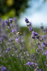 bee flying near lavender