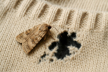 Worn Knit Textile with Moth