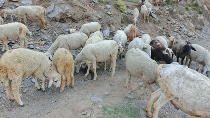 Flock of Sheep Grazing on Rocky Mountainside: Rustic, Pastoral Scene