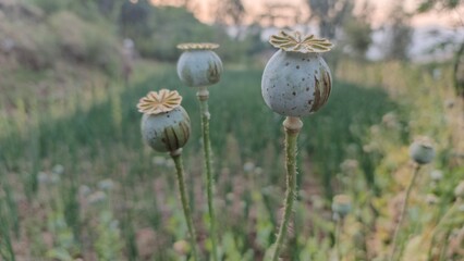 Serene Poppy Seed Pods in Soft Evening Light:  Rural Field, Close-Up View