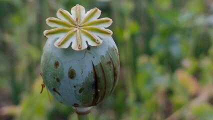 Close-up of a mature opium poppy seed pod, serene green background, detailed texture.