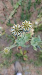 Close-up of two delicate, dried poppy seed heads; soft, muted tones; serene, natural mood.